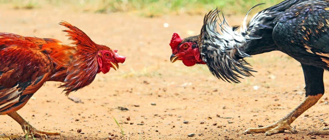 Steel Talons, A Scoreboard And Guns: Police In SoCal Detain Dozens, Rescue 250 Chickens In Alleged Cockfighting Bust