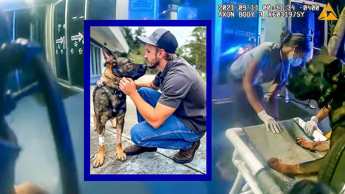 K9 gets shot in the face, Deputy has emotional ride to the Vet