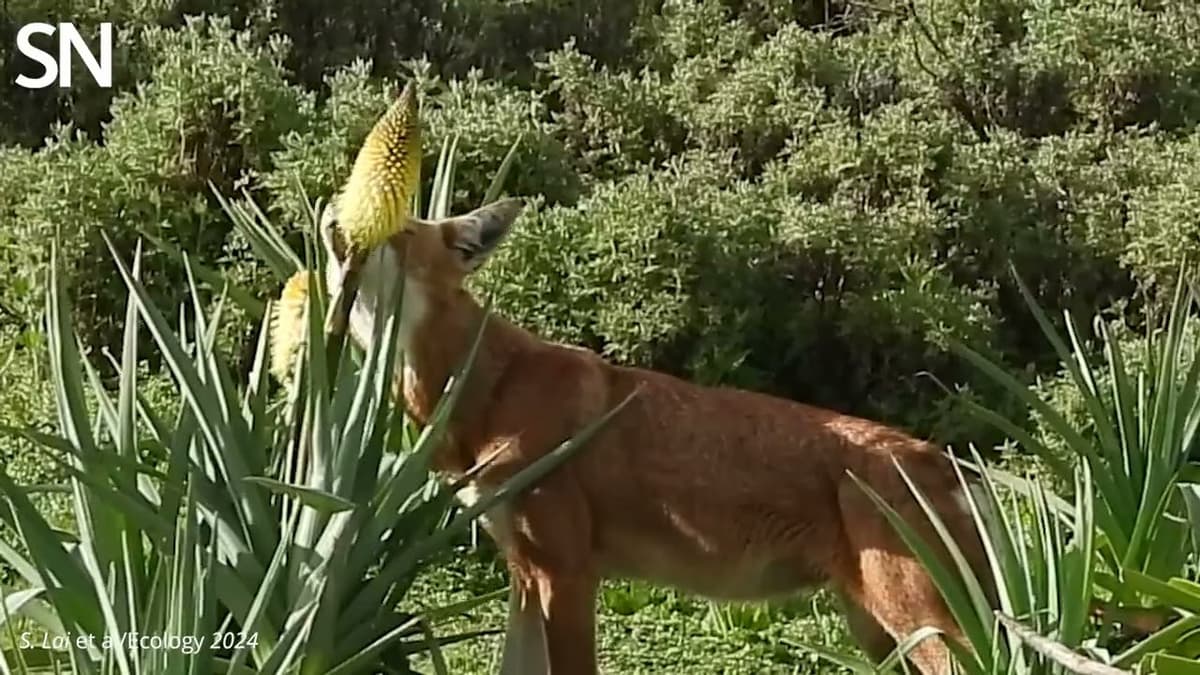 Watch an Ethiopian wolf slurp nectar from a flower | Science News