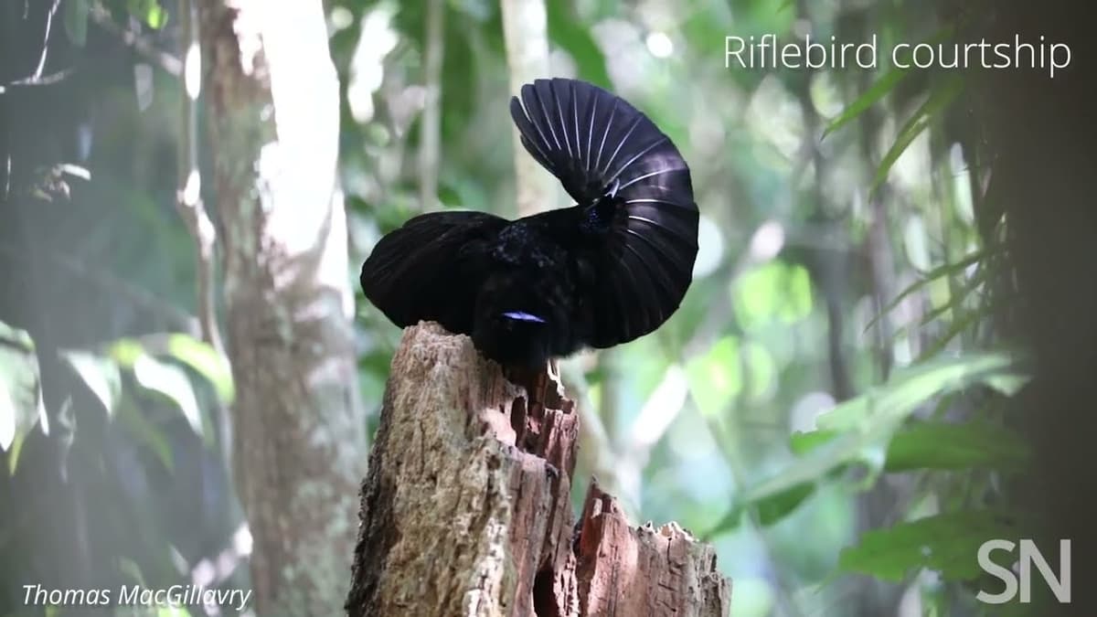 See how a male Victoria’s riflebird courts a female | Science News