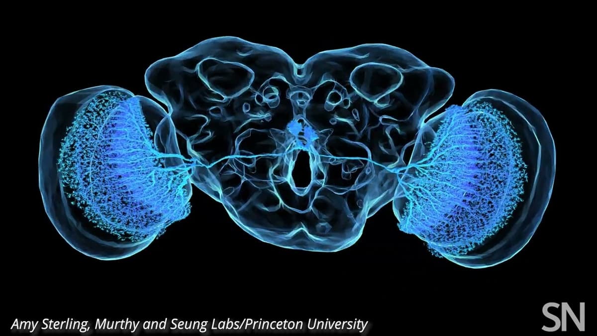 Take a close look at a fruit fly's neurons | Science News