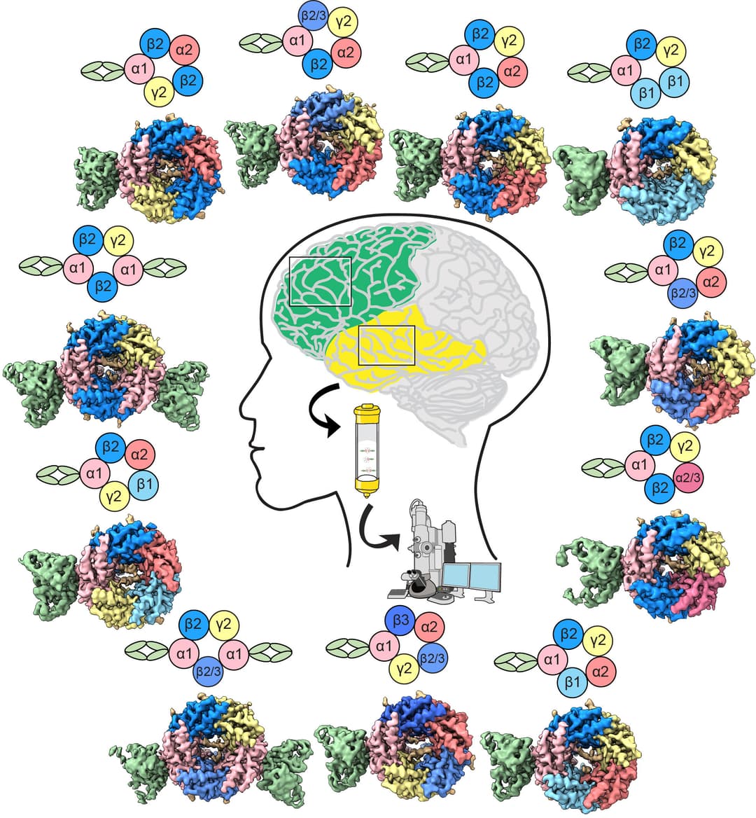 Epilepsy patient samples offer unprecedented insights on brain receptors linked to disorders