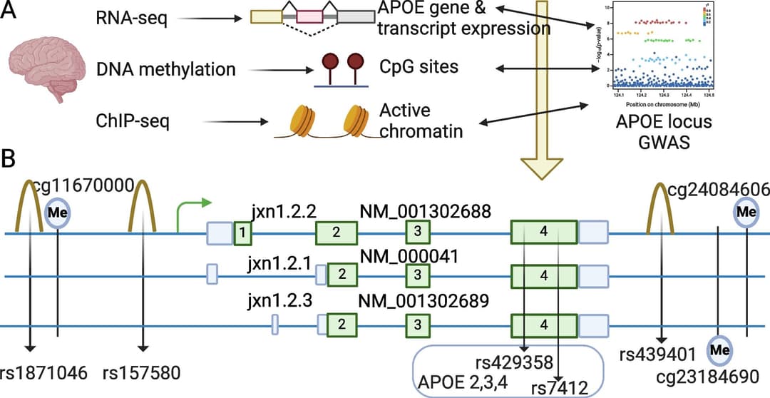 Protein-coding transcript sheds light on Alzheimer's disease risk across genetic types